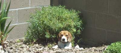 Tyler the Beagle in the Garden