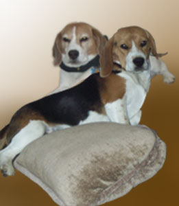 Tyler and Gunner Beagle